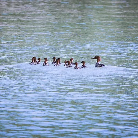 Donauhof Emmersdorf an der Donau